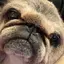 ぶちゃのプロフィール画像