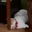 ペイのプロフィール画像