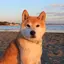 Sasaki.のプロフィール画像