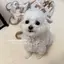 りんのプロフィール画像