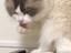猫出身のプロフィール画像