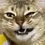 あにゃのプロフィール画像