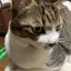 なんこのプロフィール画像