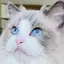 nekoのプロフィール画像