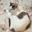 柊吾のプロフィール画像