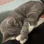 kurumiのプロフィール画像