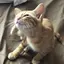 アイミのプロフィール画像