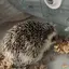 すんすんのプロフィール画像