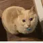 ぴょにーのプロフィール画像
