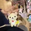 帆風のプロフィール画像
