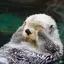 なべのプロフィール画像