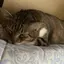 千夏のプロフィール画像