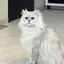 結衣のプロフィール画像