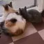 あっちゃんのプロフィール画像