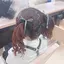 かなたのプロフィール画像
