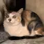 みみ8のプロフィール画像