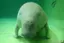 はっぴぃじゅごんのプロフィール画像