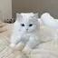 aのプロフィール画像