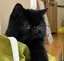 さくらのプロフィール画像