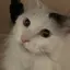 あんずのプロフィール画像