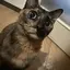 にゃものプロフィール画像