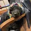 うにのプロフィール画像