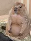 おすぎのプロフィール画像