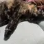 たこやきのプロフィール画像