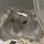 のんのプロフィール画像