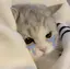 すなおのプロフィール画像