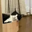 しばのプロフィール画像