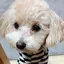 ティムのプロフィール画像