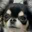 ᖛ ̫ ᖛのプロフィール画像