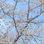 花音のプロフィール画像