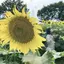 しほのプロフィール画像