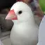鮎のプロフィール画像