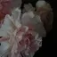 m.のプロフィール画像