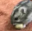 はるかなのプロフィール画像