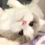 🎀のプロフィール画像