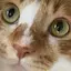 にんにんのプロフィール画像