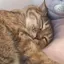 しろくまのプロフィール画像