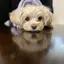 こうめのプロフィール画像