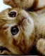 QOOのプロフィール画像