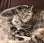 ゆのプロフィール画像