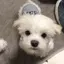 こめのプロフィール画像