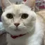 HHAのプロフィール画像