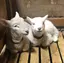 つむのプロフィール画像