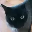 黒ちゃんのプロフィール画像