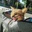猫母のプロフィール画像