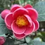 雪花のプロフィール画像